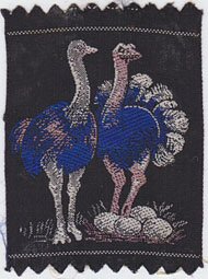 Ostrich